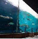 写真:神戸市立須磨海浜水族園